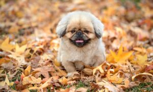 すね当ての正しい付け方とは？